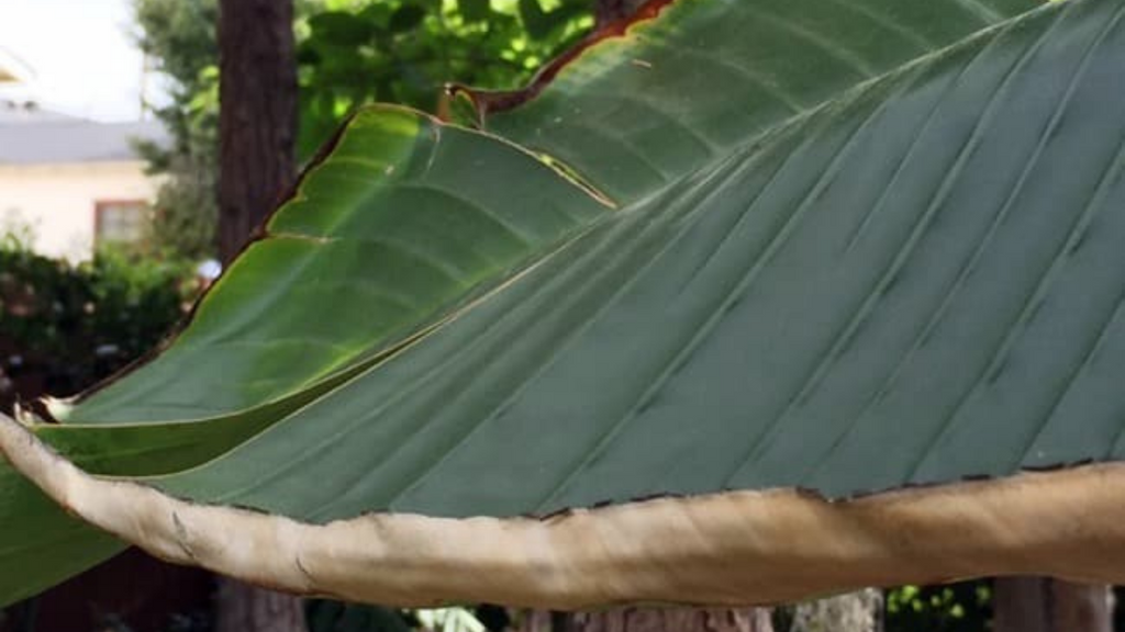 Bird of Paradise Curly Leaves