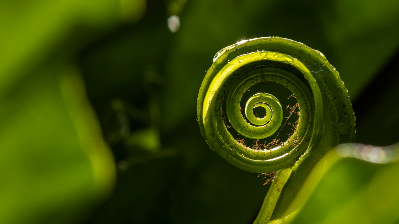 Boston Fern Koru Sprout