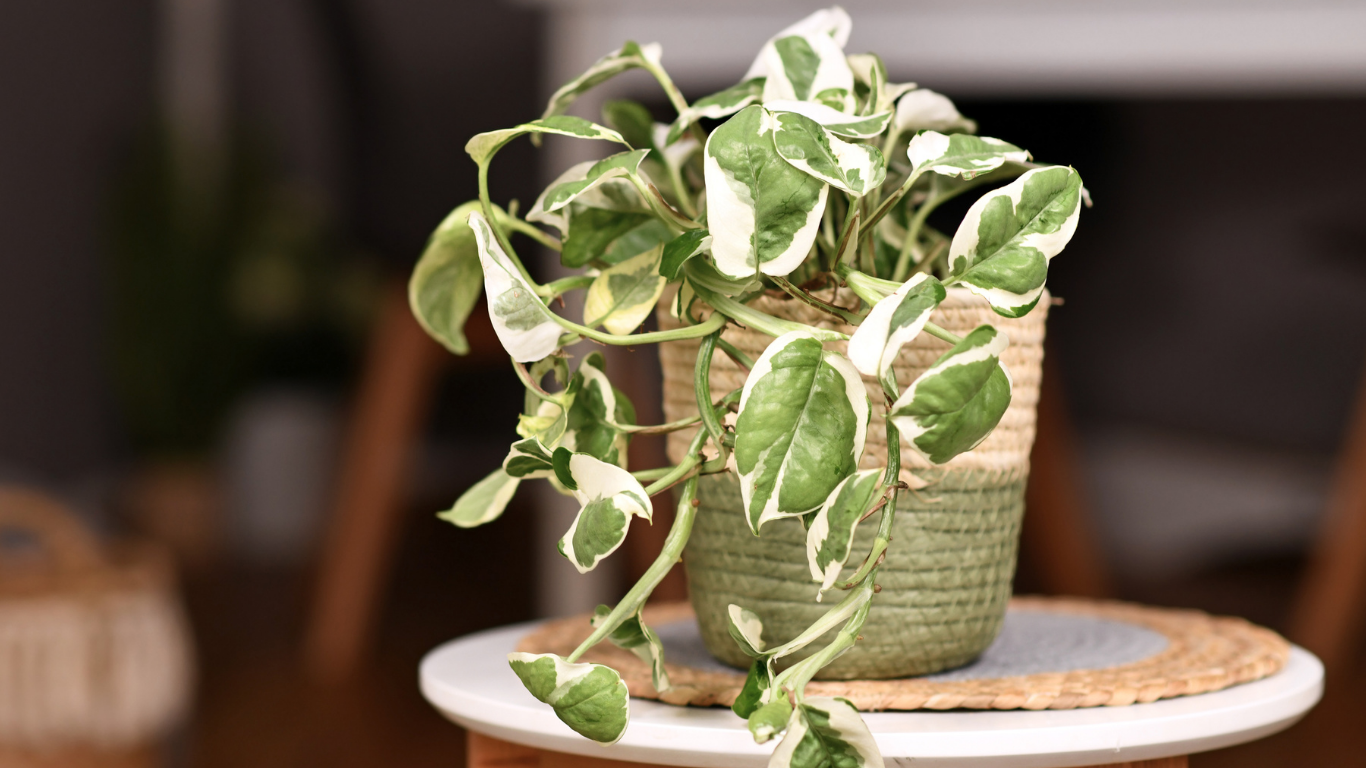 Pothos Plant Marble Queen Variegated