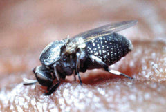 Black fly oftewel kriebelmug, veroorzaker van zomereczeem bij paarden