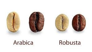 Arabica vs Robusta