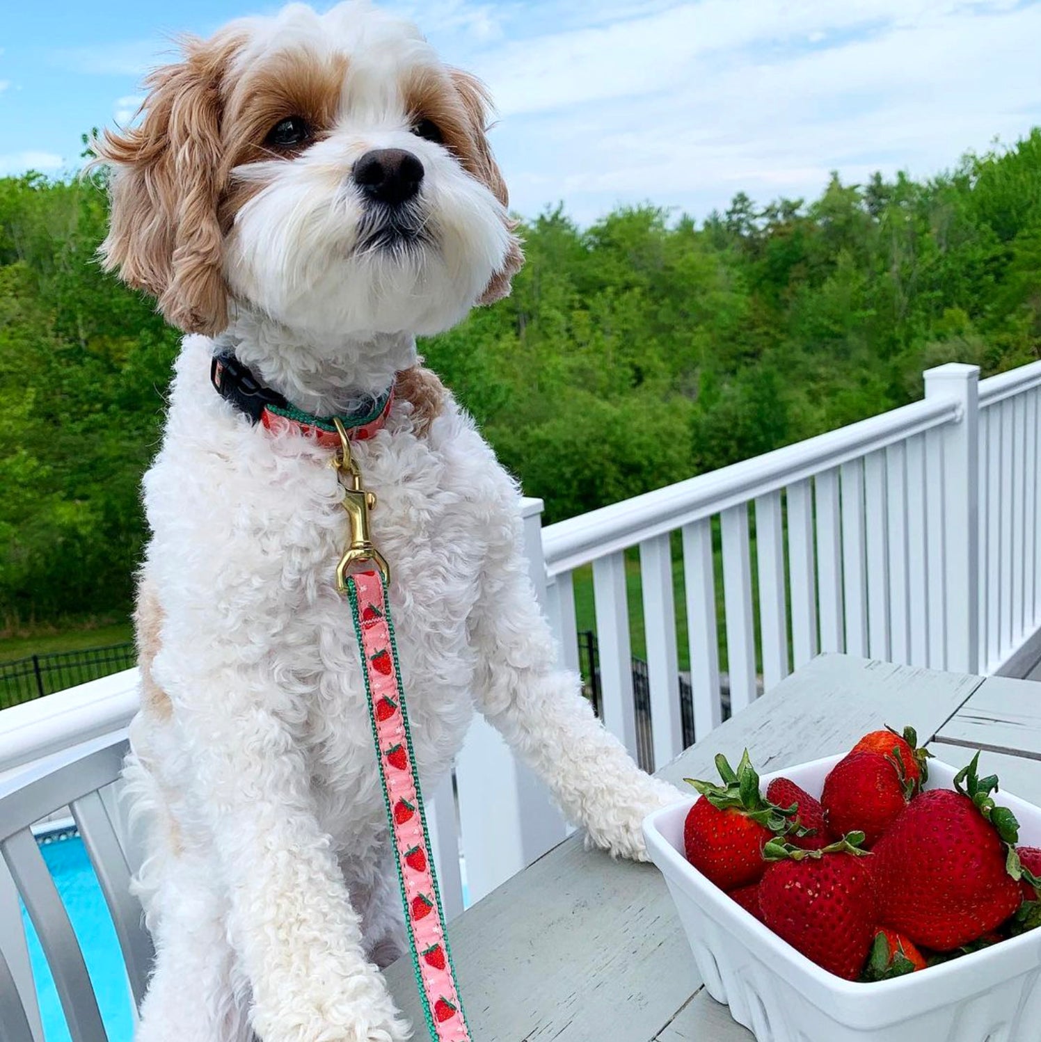 can you give a dog a strawberry