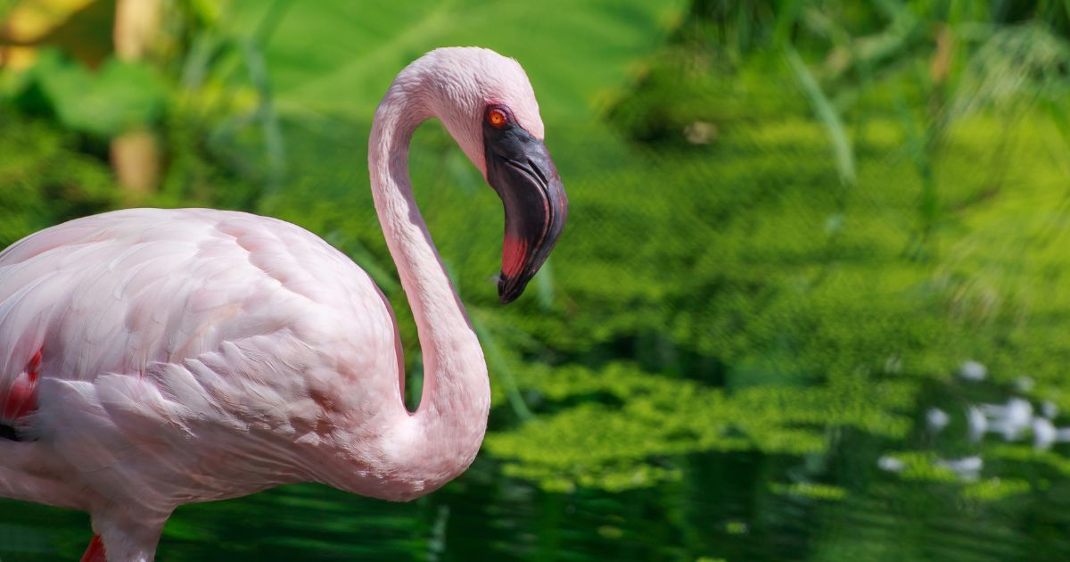 is-flamingo-poop-pink