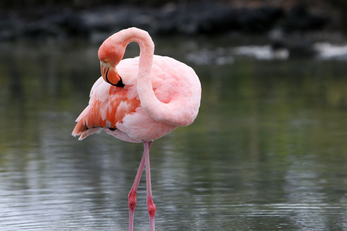 cronchy the flamingo