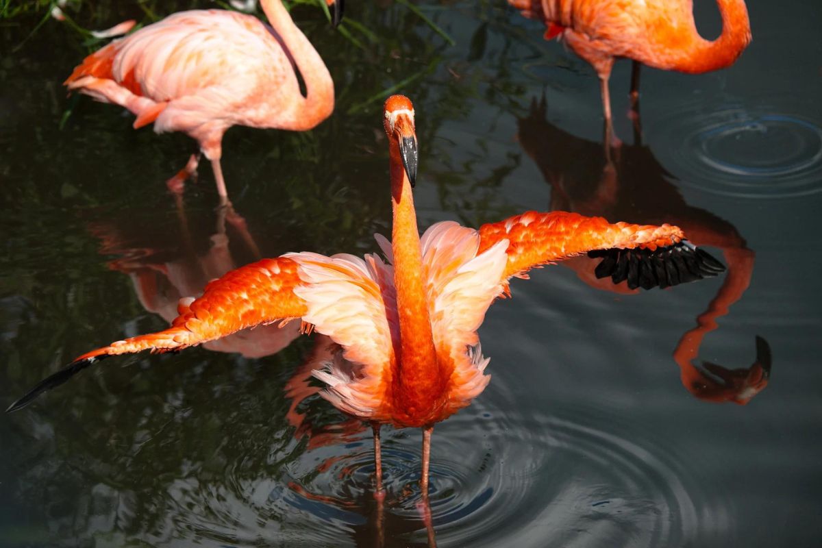 where do flamingos live