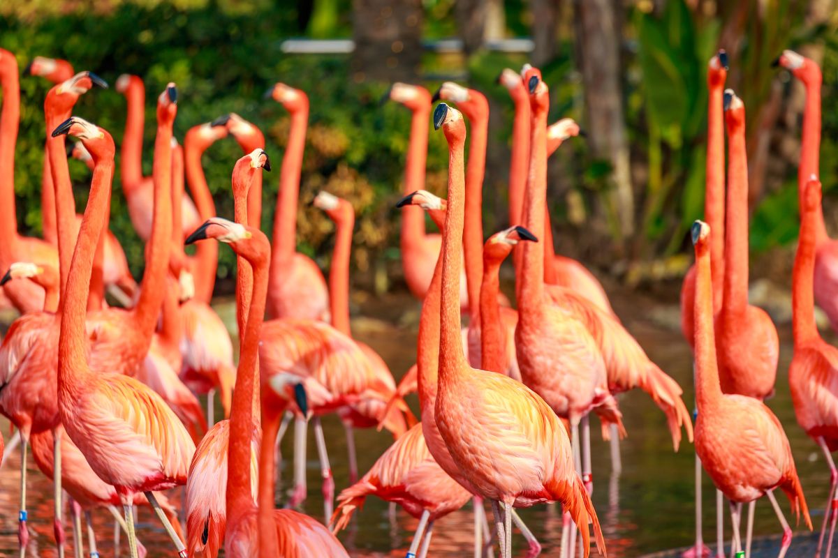 how tall are flamingos