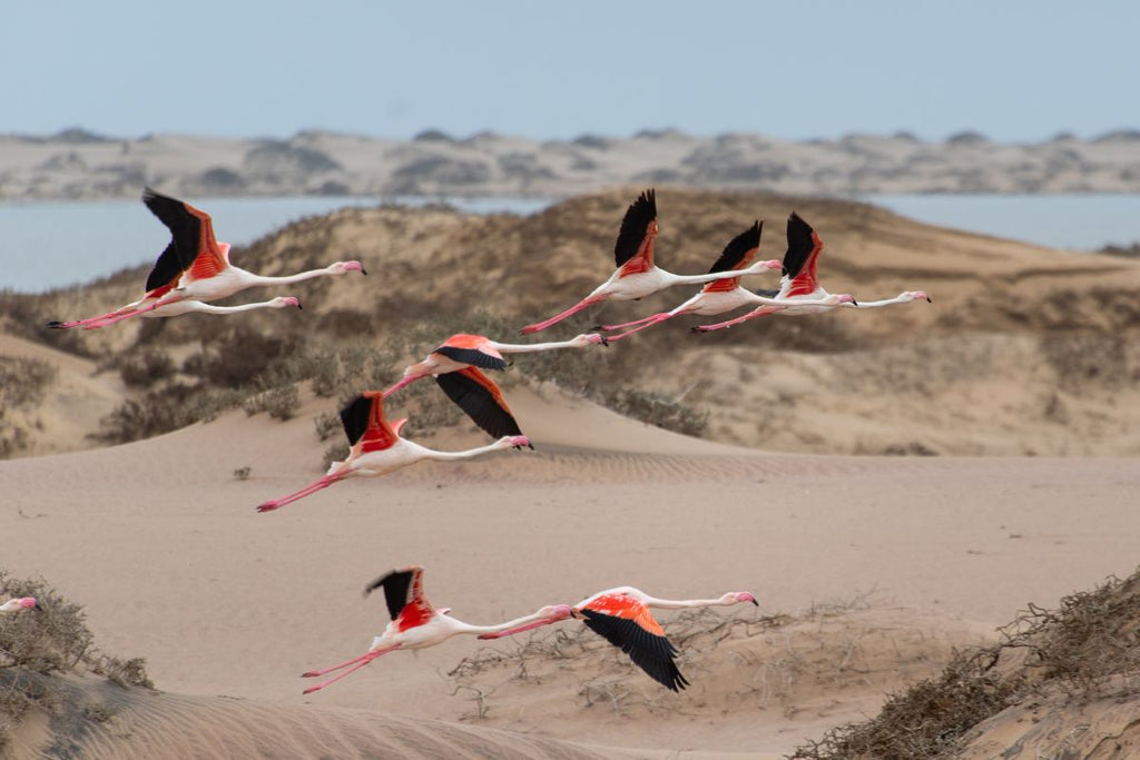 flamingos flying