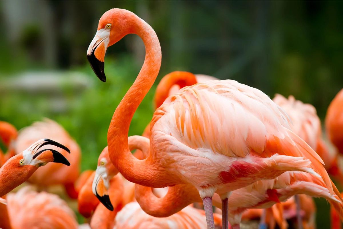 how long do flamingos live