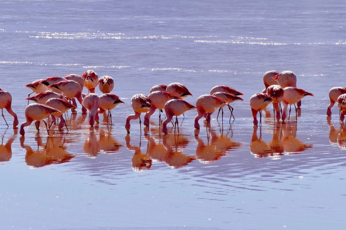 flamingos drinking salt water