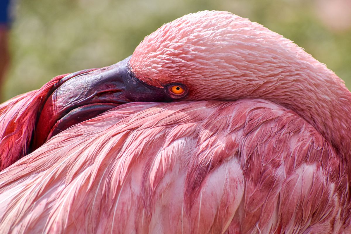 why are flamingos pink