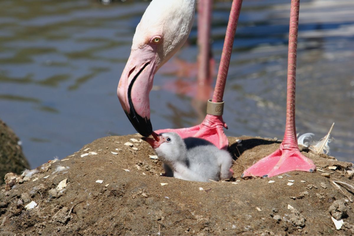 how do flamingos feed their young