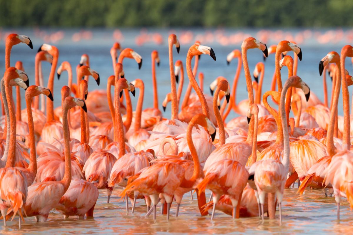 what sounds do flamingos make
