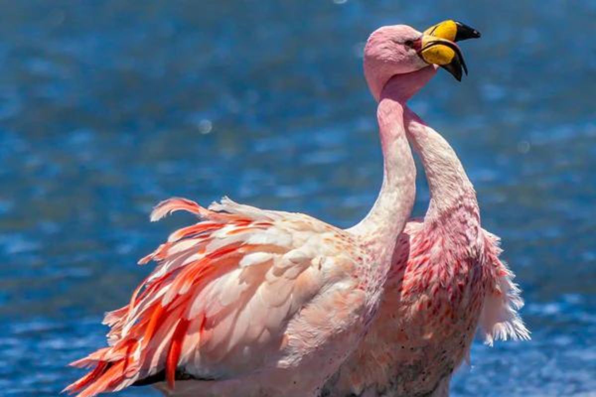 Puna "James" Flamingos (Phoenicoparrus jamesi)