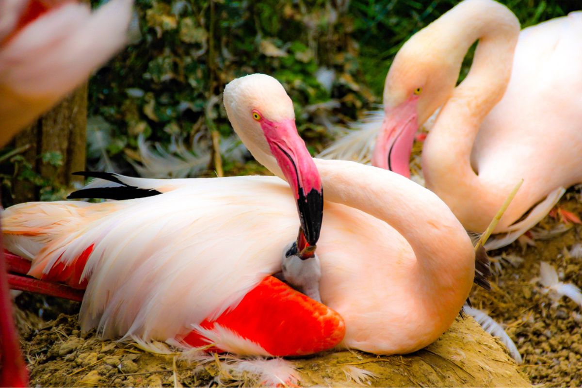 flamingo feeding chick