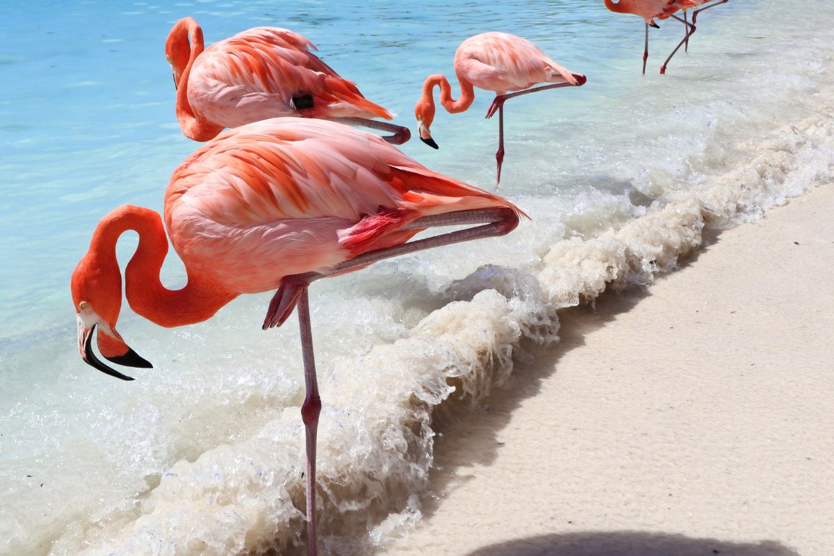 flamingos drinking water in aruba
