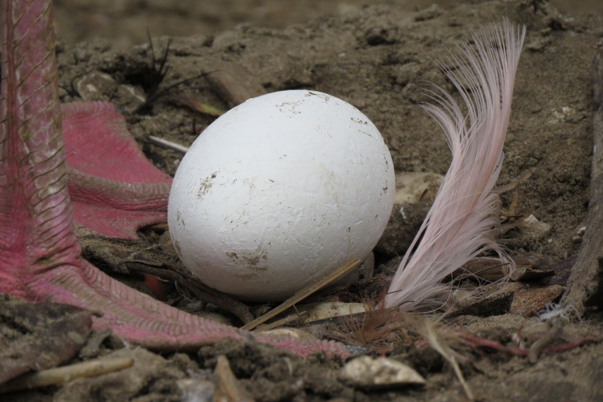 flamingo egg