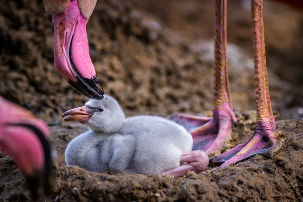 flamingo baby chick