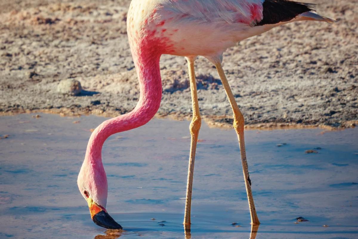 Andean Flamingo (Phoenicoparrus andinus)