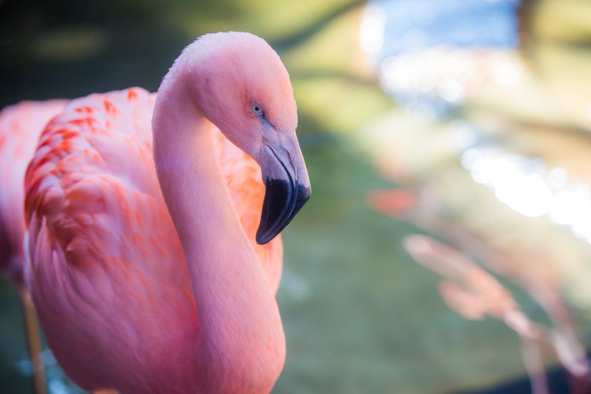 pink flamingo