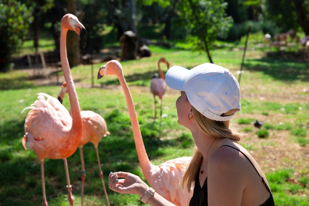 Humans compared to flamingos