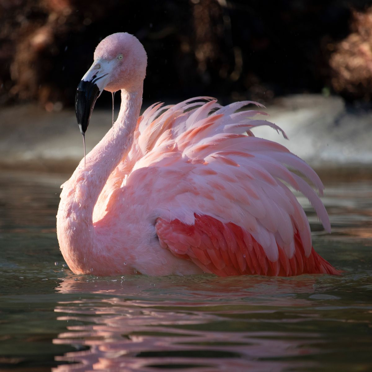 10 Flamingo Pics Could Find