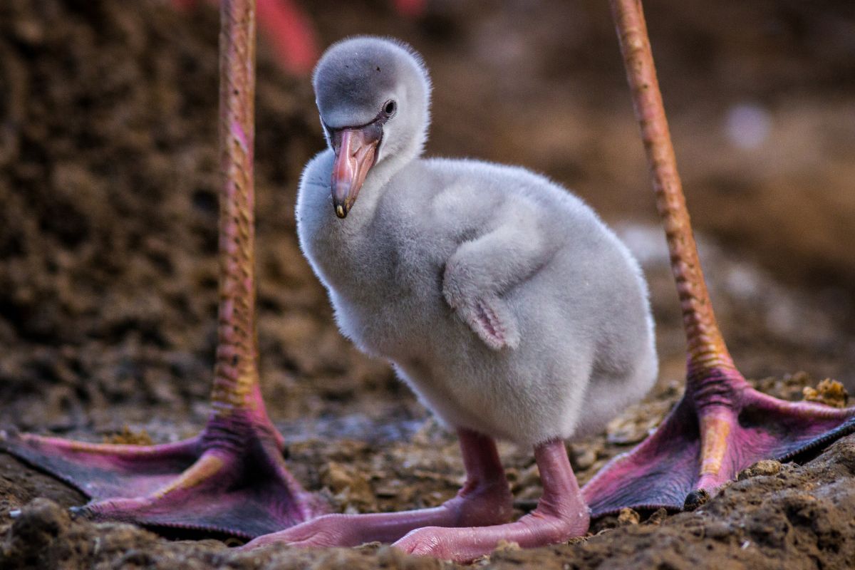 flamingo chick baby