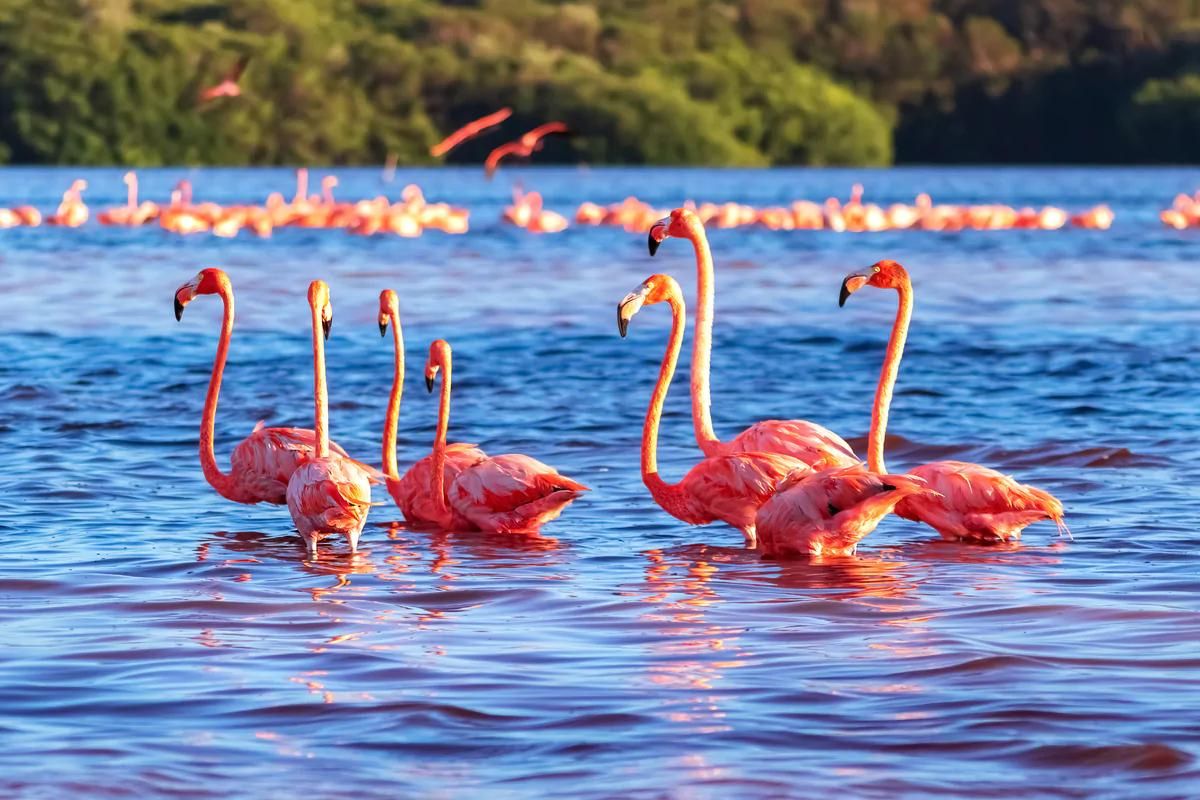 flamingos in lagoon at celestun national park
