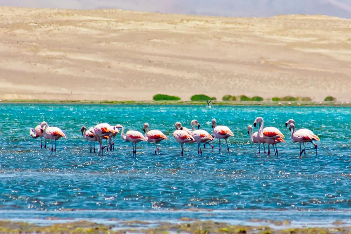 flamingos at paracas national reserve in peru