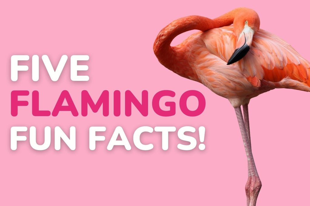flamingo fun facts