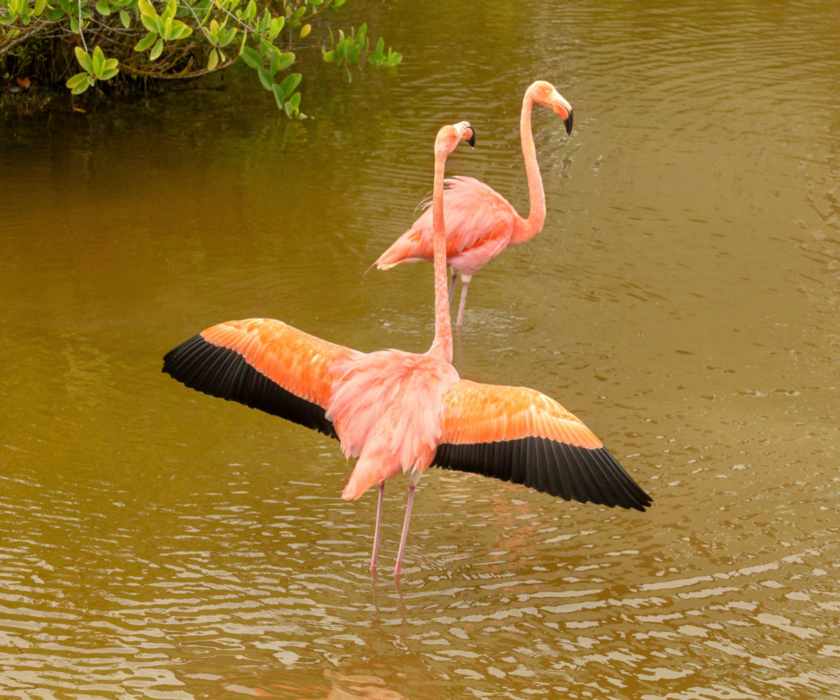 How Long Does It Take for Flamingos to Learn How to Fly