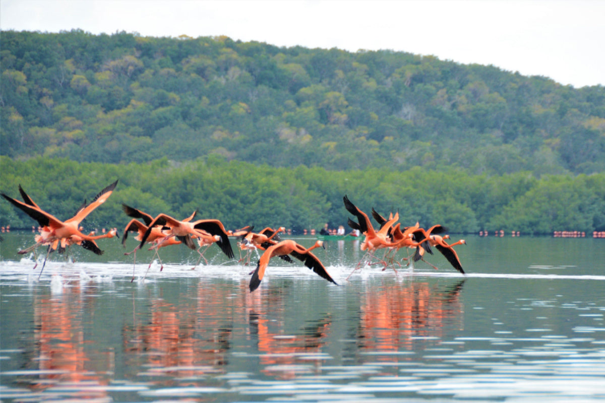 How Often Do Flamingos Fly