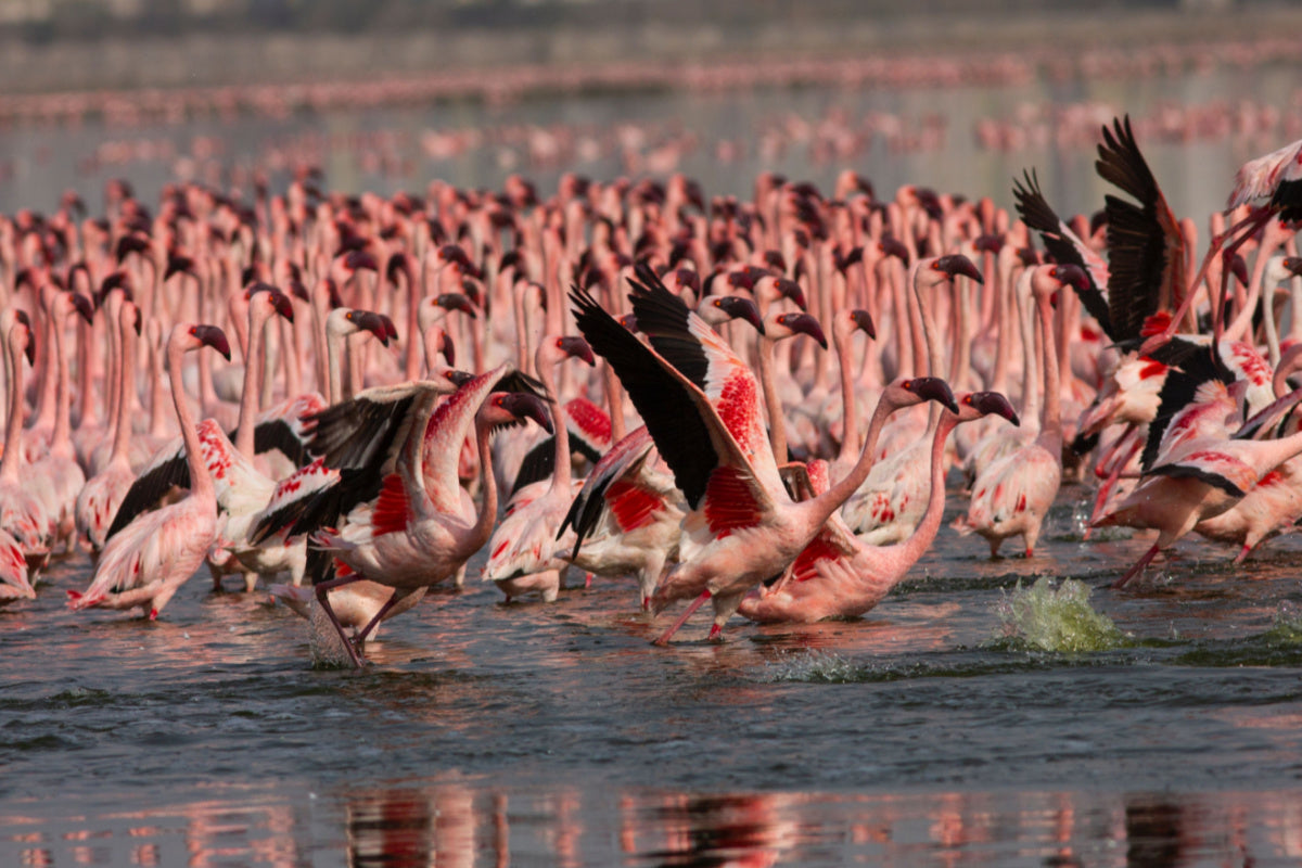 flamboyance of flamingos
