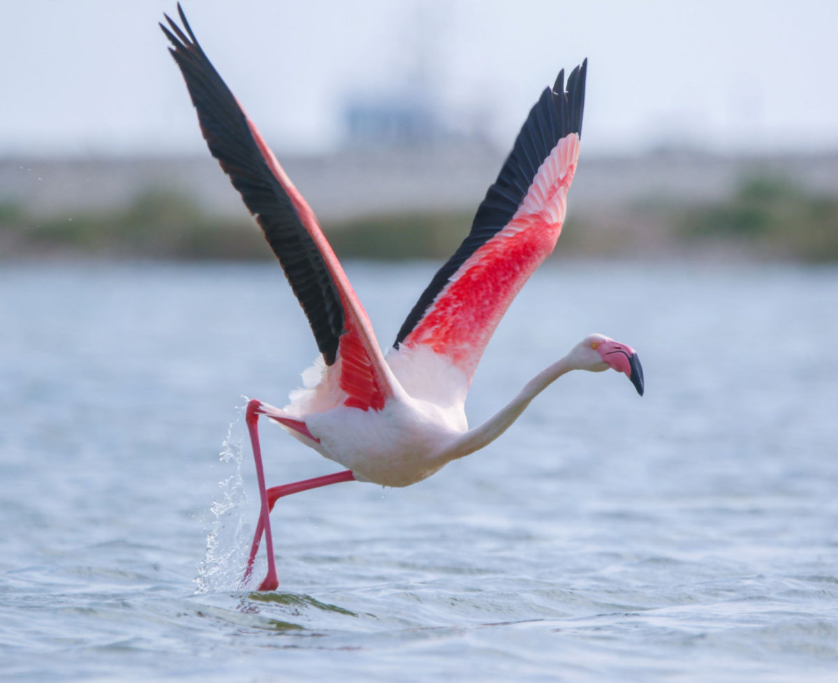 do flamingos migrate