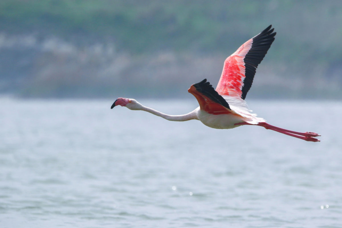flamingo migration