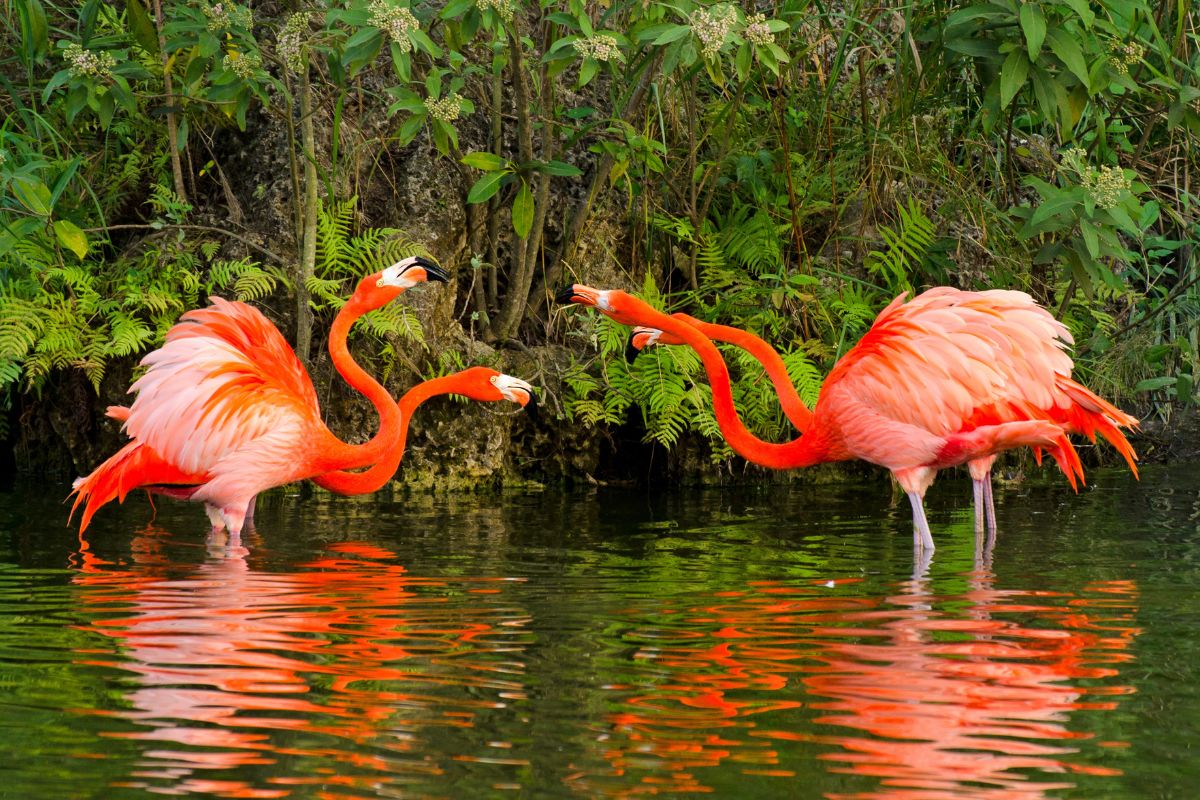 flamingos fighting
