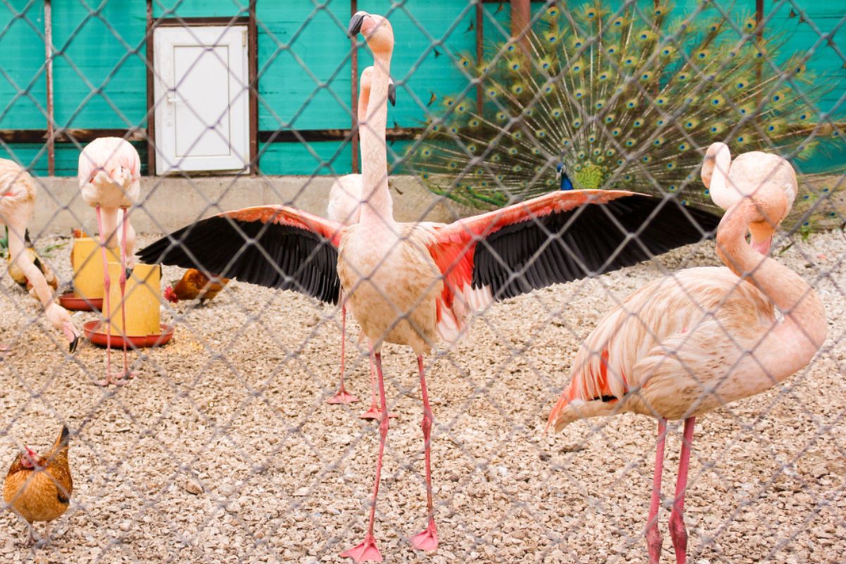 flamingos in captivity