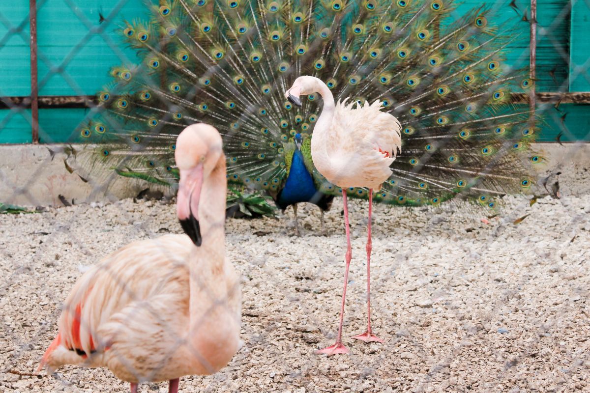 flamingos peacock