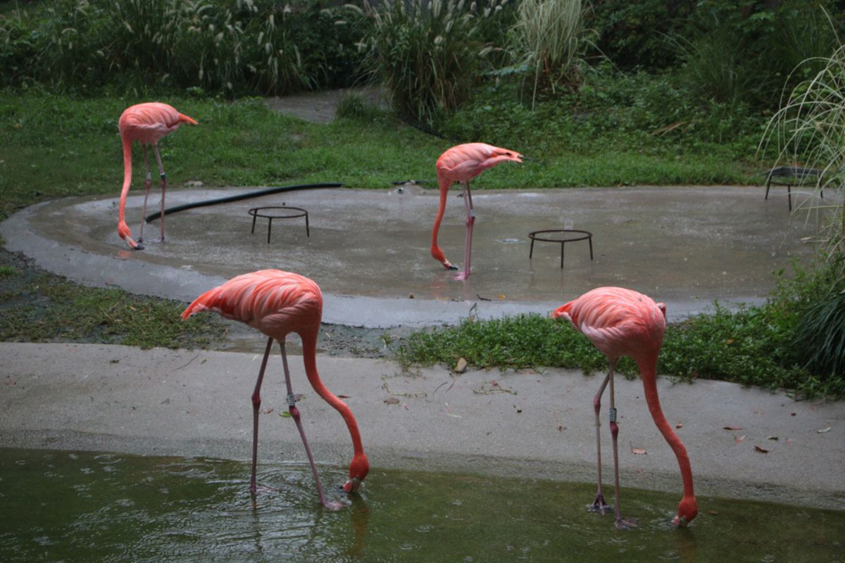 flamingo rain captivity
