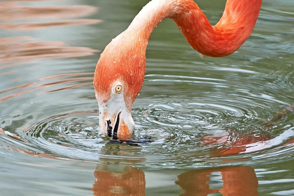 flamingo drinking water