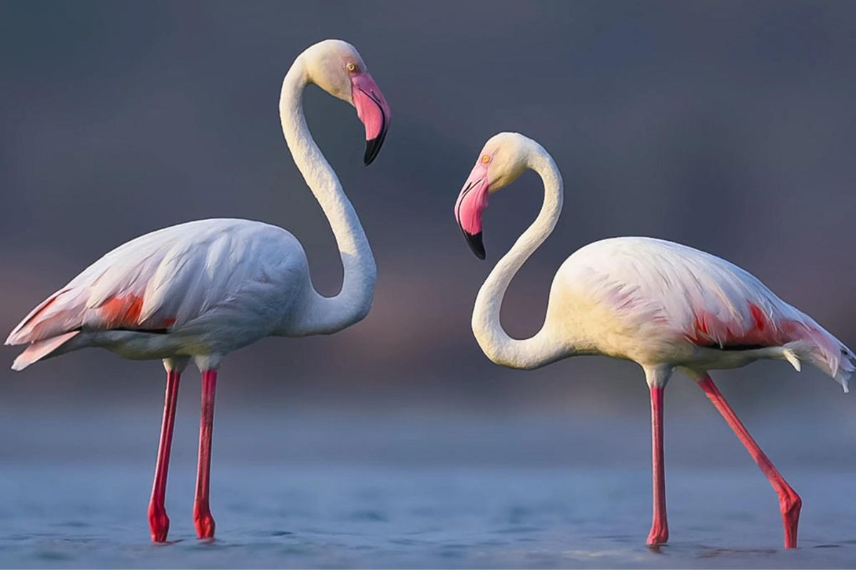 flamingos eating shrimp