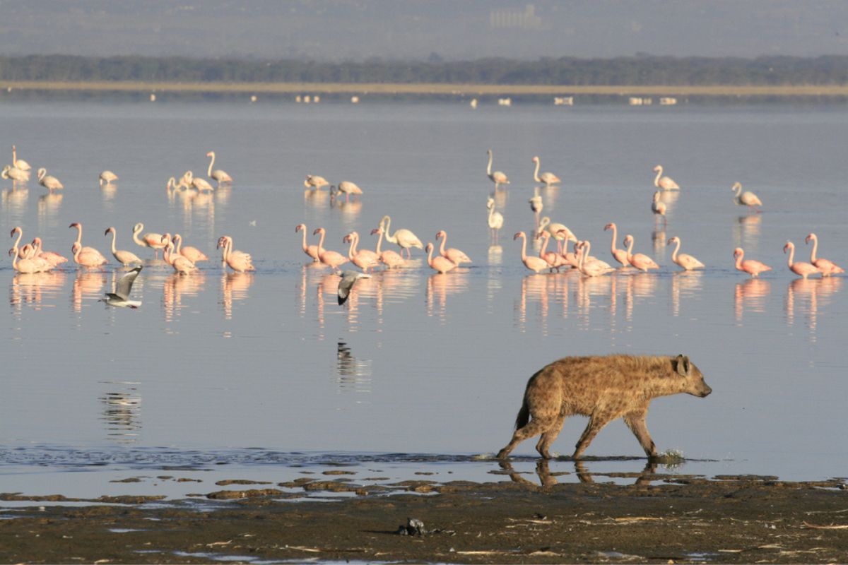 flamingo predator