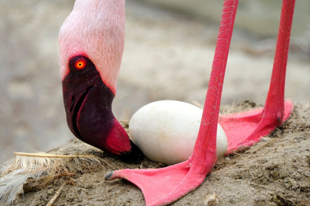 flamingo egg