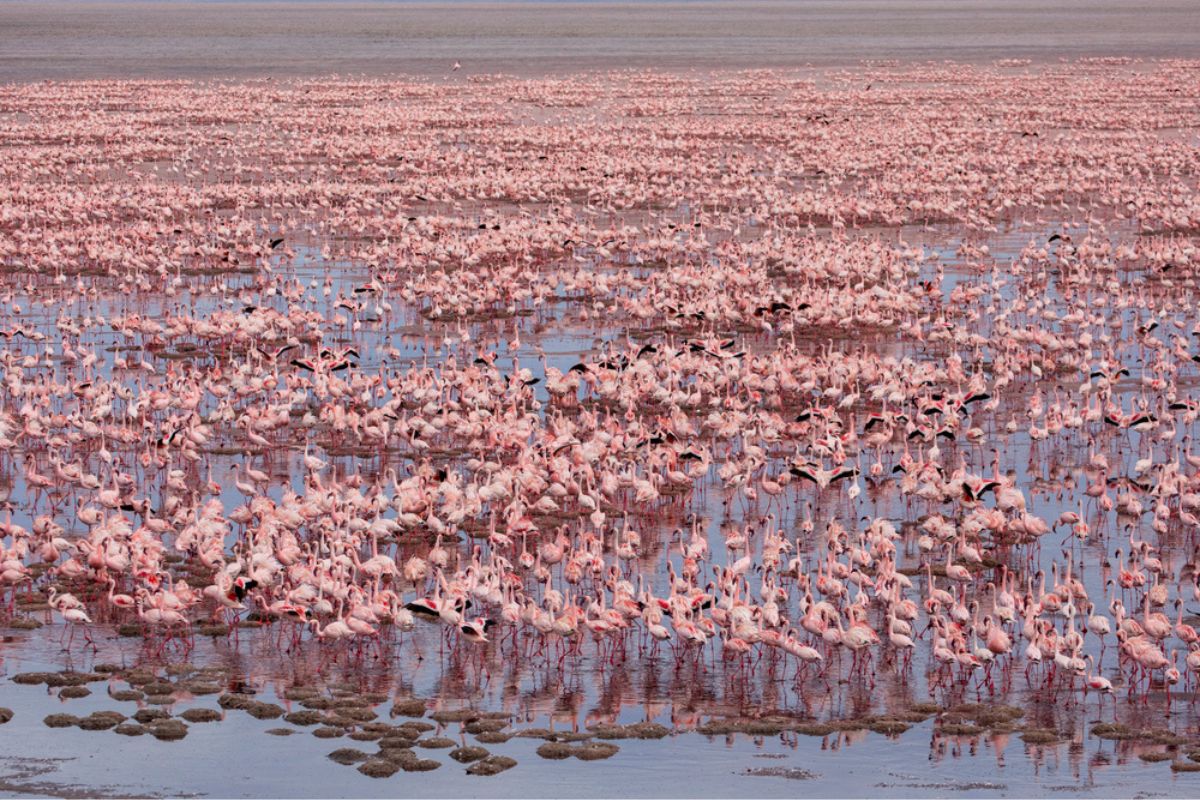 flamboyance of flamingos