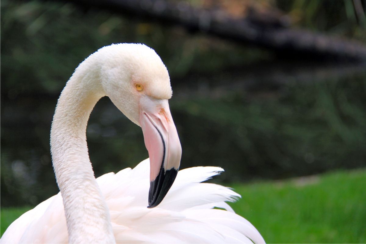 oldest flamingo ever