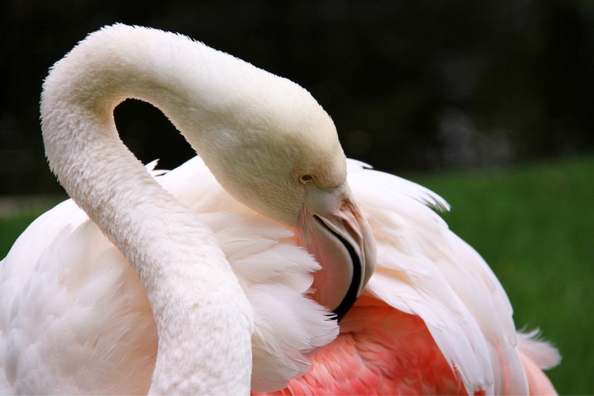 greater the flamingo