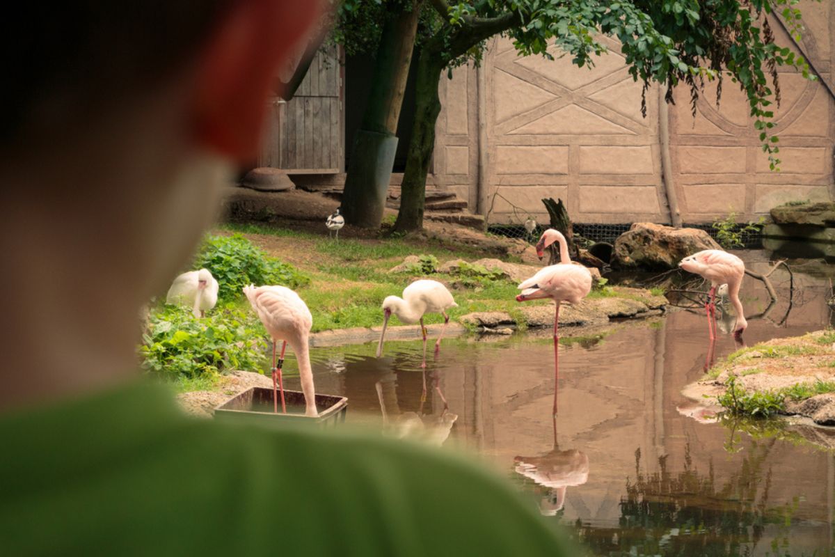 american zoo flamingos