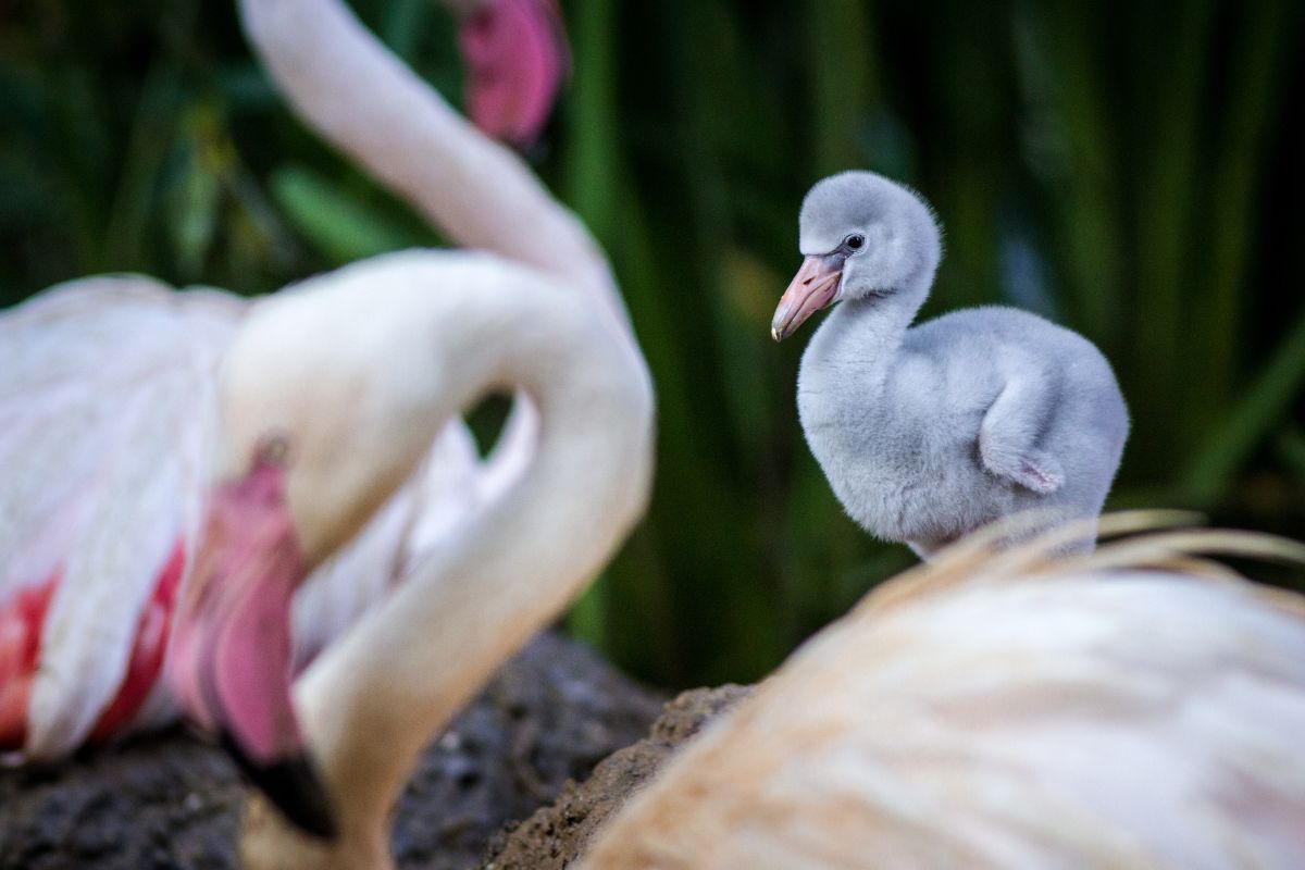 flamingo chick color