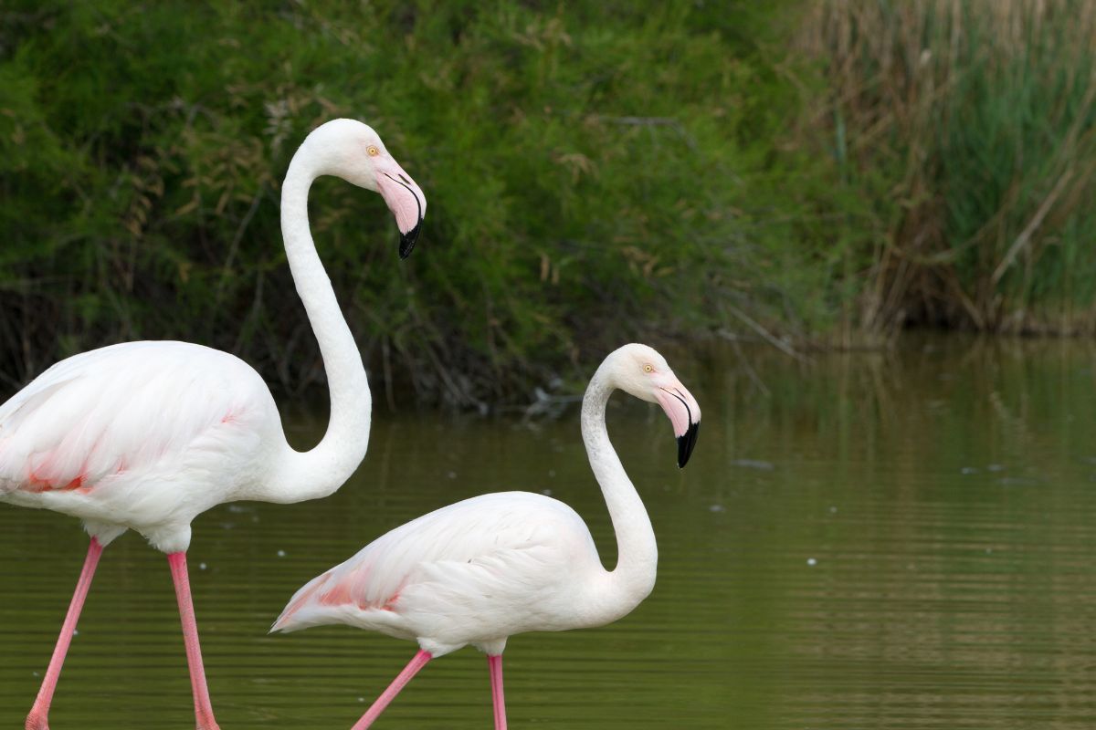 white flamingos