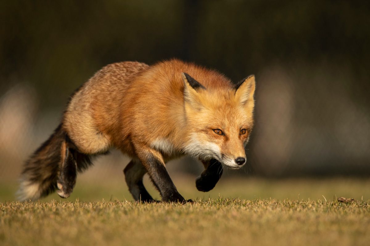 flamingos fox