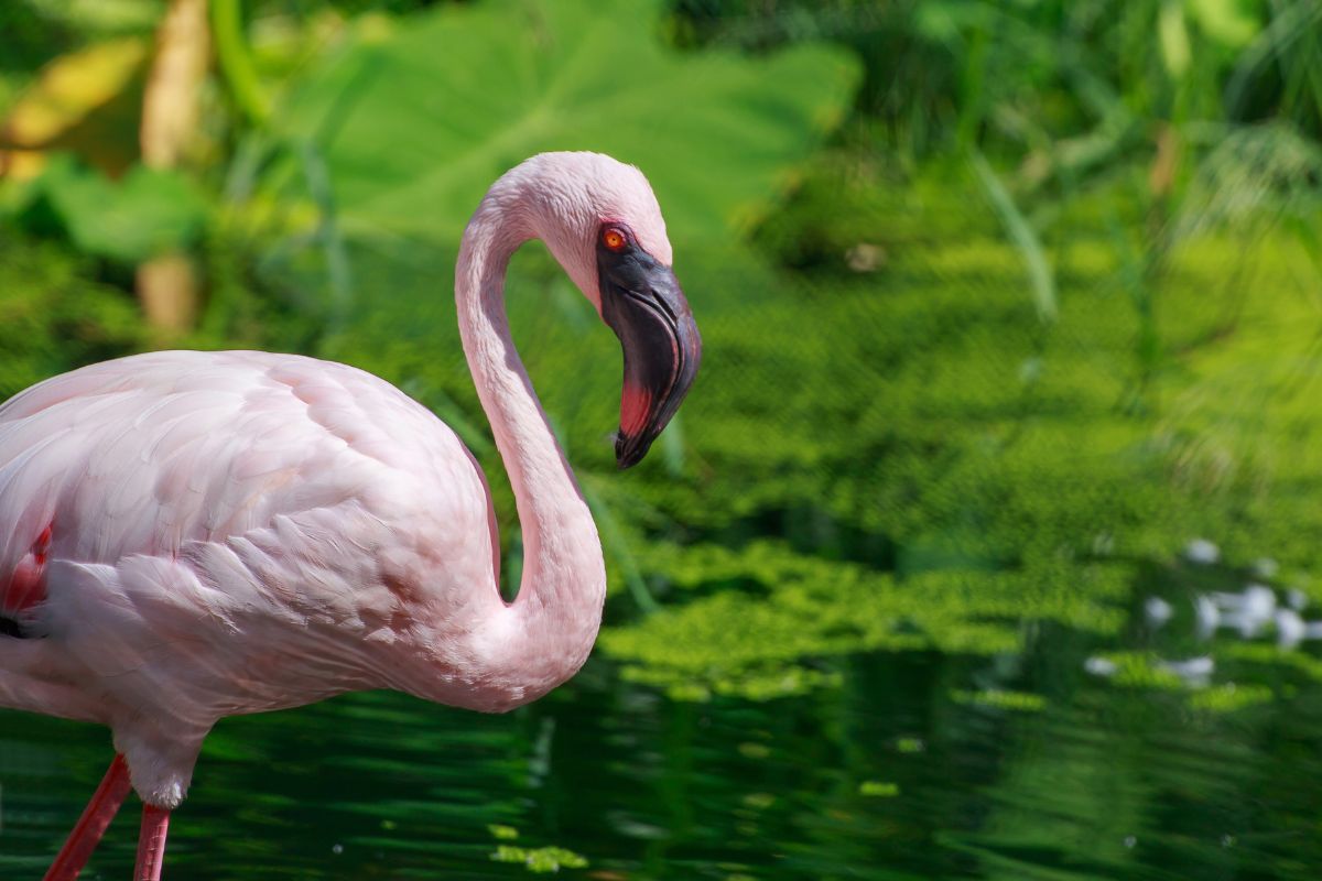 Is Flamingo Poop Pink
